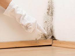 Best Basement Mold Removal in Shakopee, MN